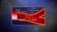 Enzyme Regulation in Cells