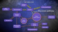 Breaking Down Sugars and Fatty Acids