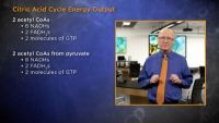 Metabolism Meets at the Citric Acid Cycle
