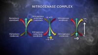 Recycling Nitrogen: Amino Acids, Nucleotides