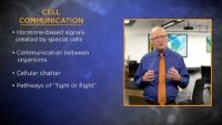 Hormones, Stress, and Cell Division