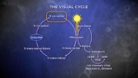 The Biochemistry of Our Senses