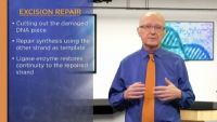 DNA Mismatch and Excision Repair
