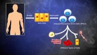 Biotechnology, Stem Cells, Synthetic Biology