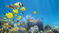 The Florida Keys: Tropical Paradise Parks