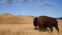 The Black Hills: Nature and Native Heritage