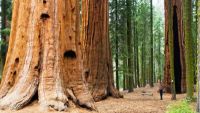 California’s Coastal Redwood Parks
