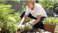 Aftercare for New Plants
