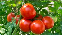 Creating Safe Food Gardens