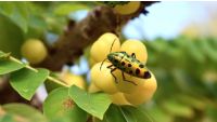 Integrated Pest Management