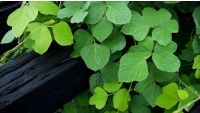 What to Do about Weeds