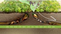 What to Do about Insects