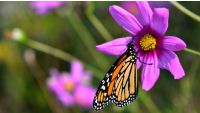 Plant Selection: Natives versus Non-Natives