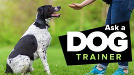 great courses dog training